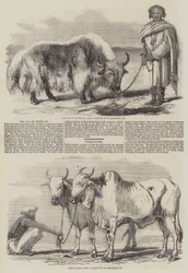 De Yak, of Thibet Os